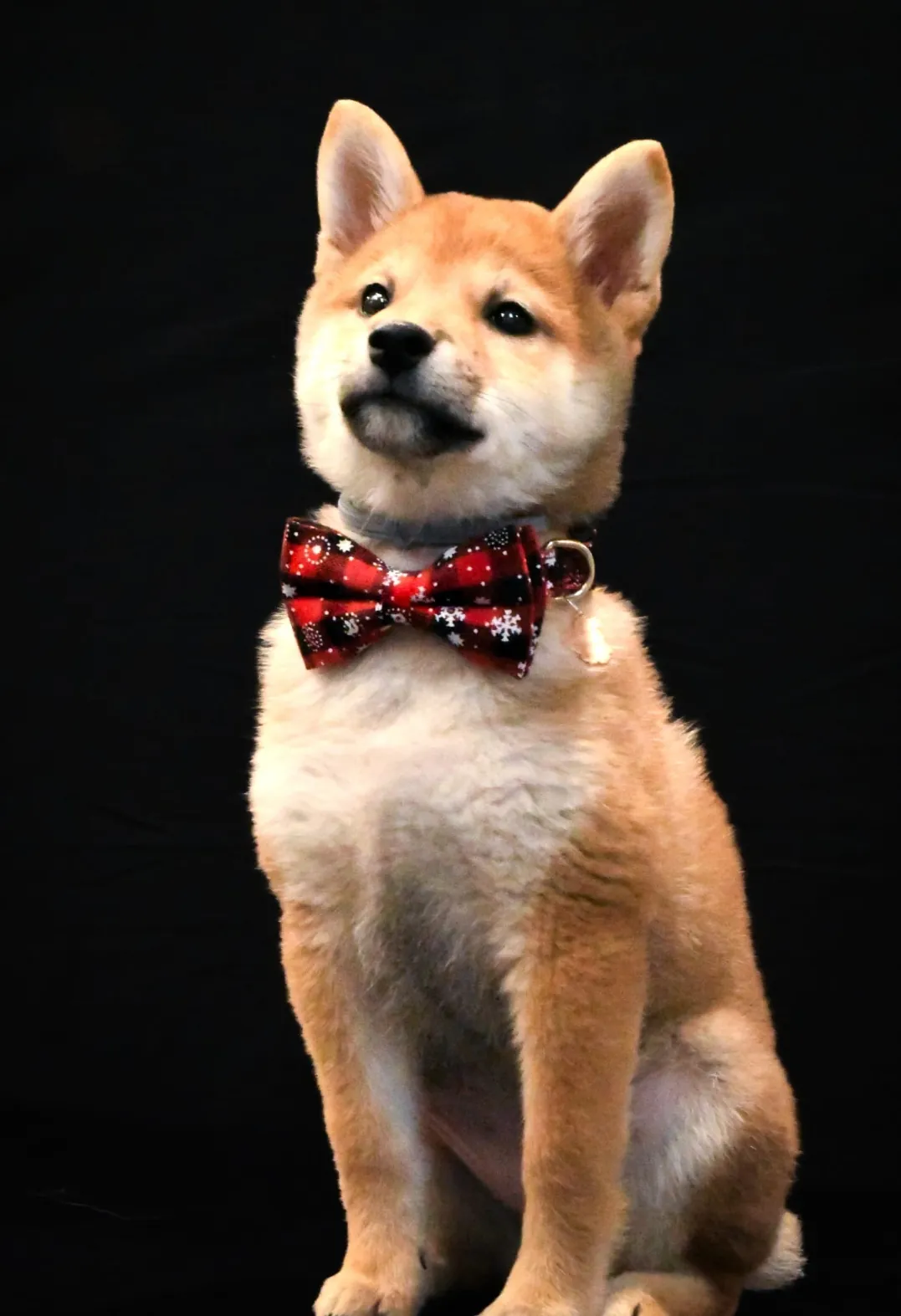 Chiot heureux issu de l’Élevage Akai Inu